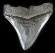 Sharply Serrated Megalodon Tooth - South Carolina #35410-2